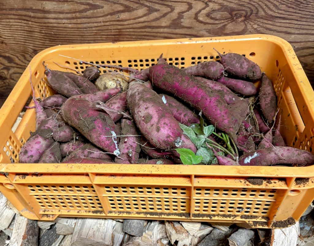 IMG_4716-EDIT-1024x803 薩摩芋（7月植え付け・紅はるか）試し掘り