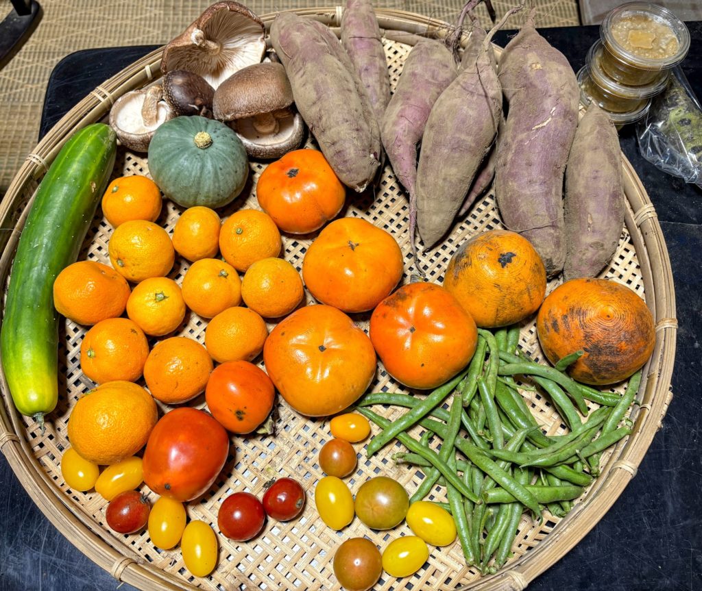 IMG_4717-EDIT-1024x863 薩摩芋（7月植え付け・紅はるか）試し掘り