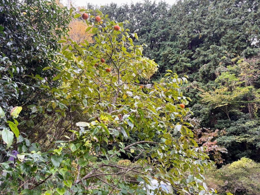 IMG_4724-1024x768 棚田の草刈り＆柿(次郎柿)等の収穫