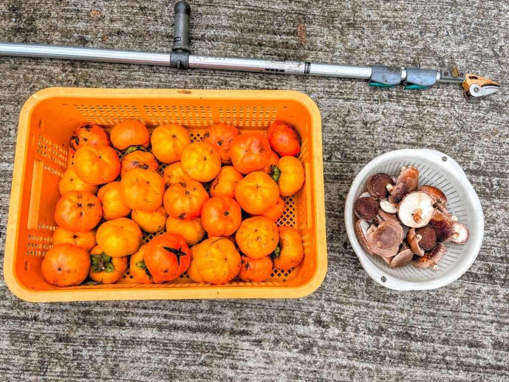 IMG_4729-EDIT-1024x768 棚田の草刈り＆柿(次郎柿)等の収穫