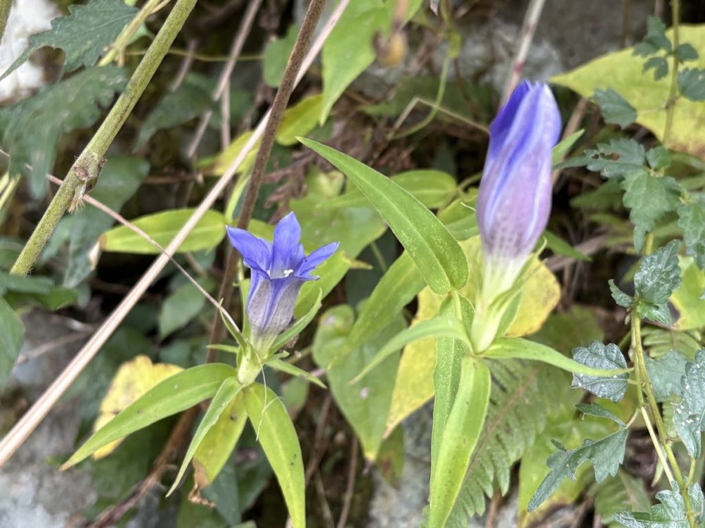 IMG_4734-1024x768 棚田の草刈り＆柿(次郎柿)等の収穫