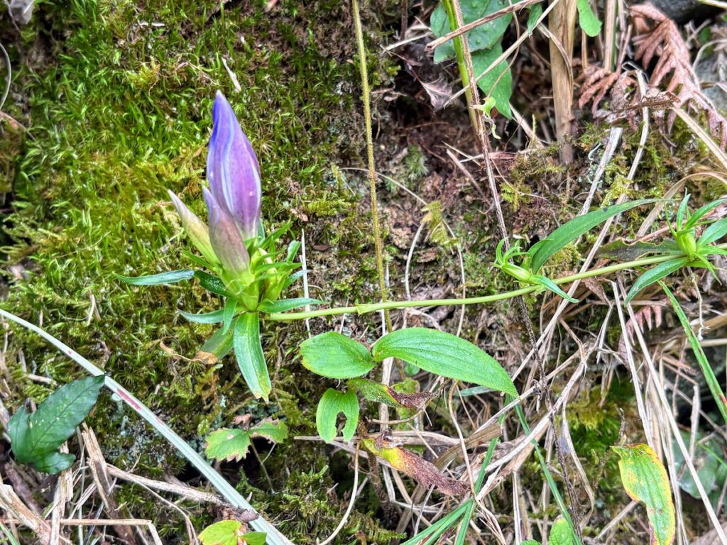 IMG_4735-1024x768 棚田の草刈り＆柿(次郎柿)等の収穫