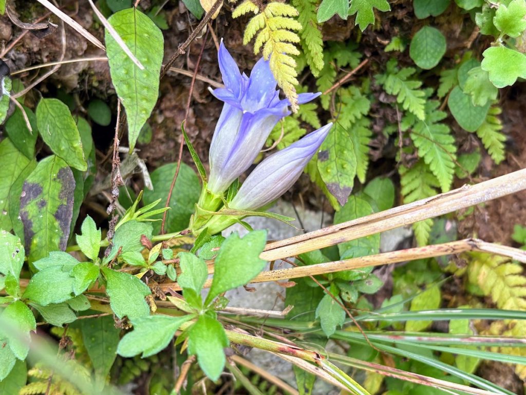 IMG_4737-1024x768 棚田の草刈り＆柿(次郎柿)等の収穫