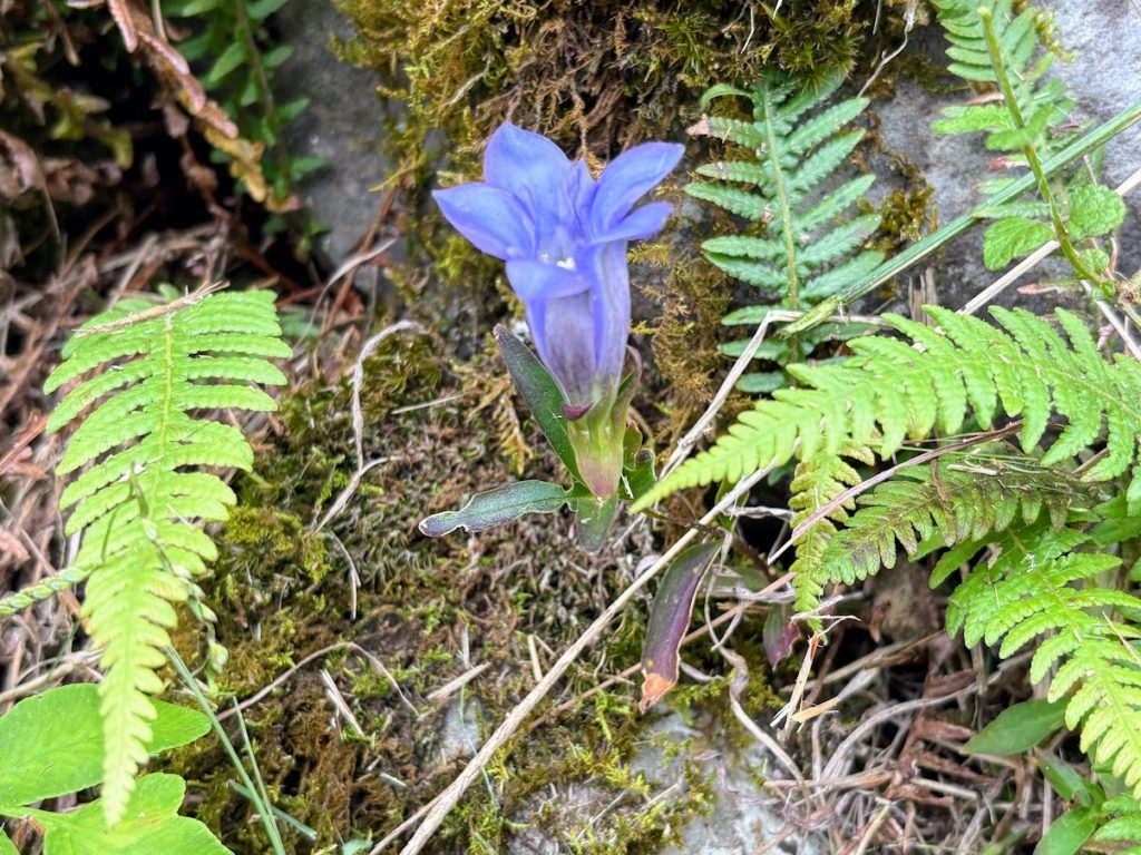 IMG_4739-1024x768 棚田の草刈り＆柿(次郎柿)等の収穫