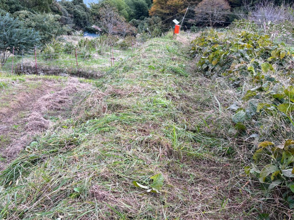 IMG_4742-1024x768 棚田の草刈り＆柿(次郎柿)等の収穫