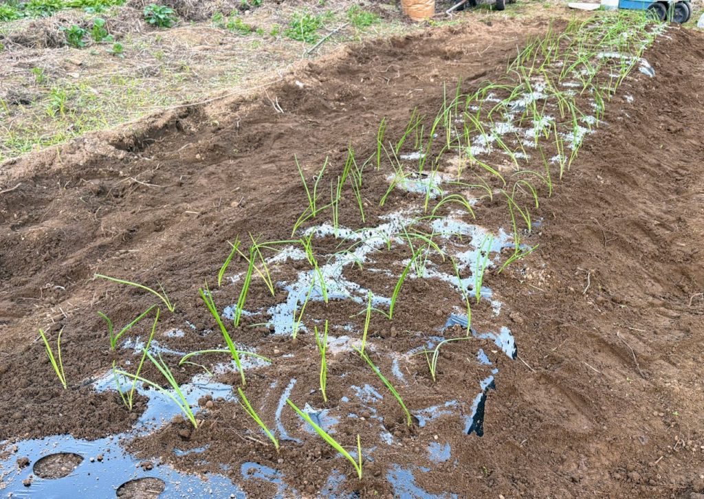 IMG_4764-1024x726 玉葱(早生)の植え付け