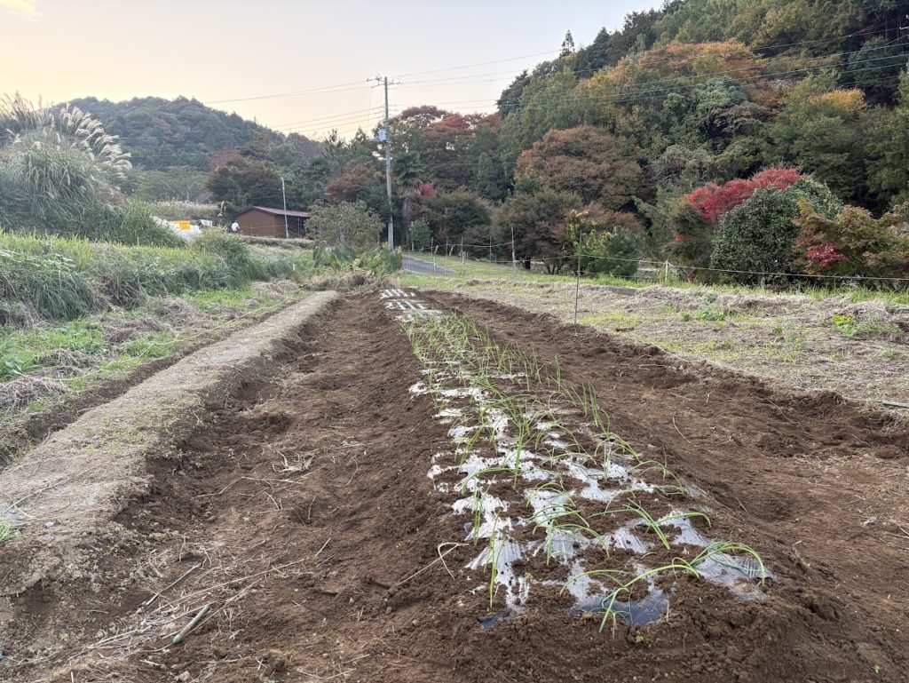 IMG_4765-1024x769 玉葱(早生)の植え付け