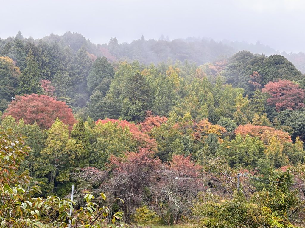 IMG_4769-1024x768 秋雨
