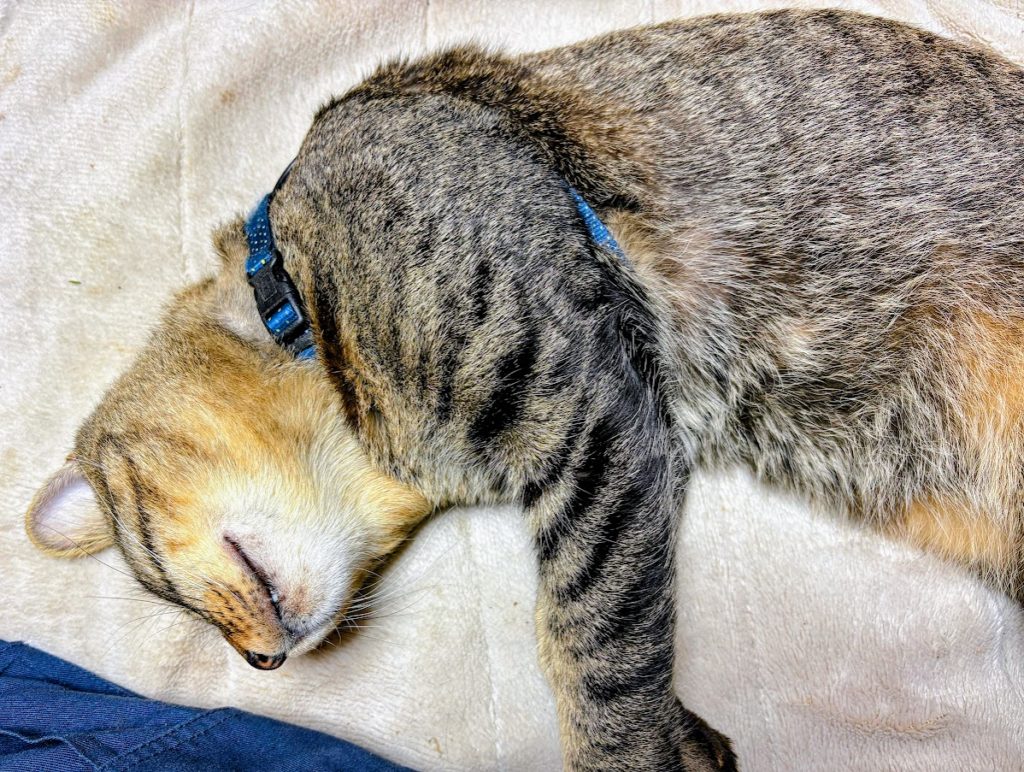 IMG_4773-EDIT-1024x772 秋雨