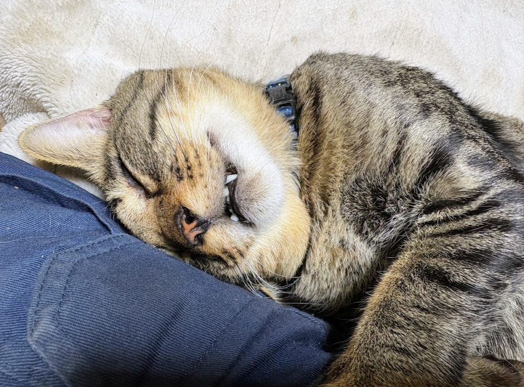 IMG_4774-1024x757 秋雨