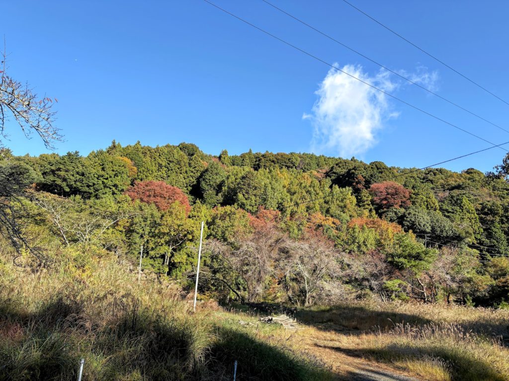 IMG_4781-EDIT-1-1024x768 秋晴れの下、里芋＆生姜の収獲