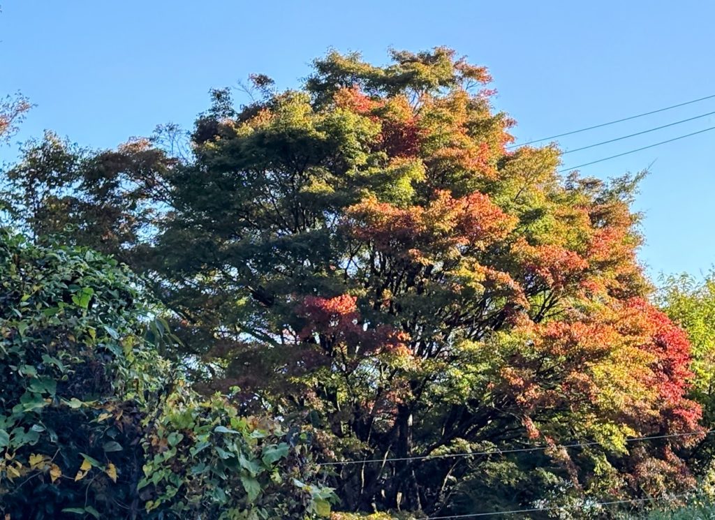 IMG_4785-EDIT-1024x745 秋晴れの下、里芋＆生姜の収獲