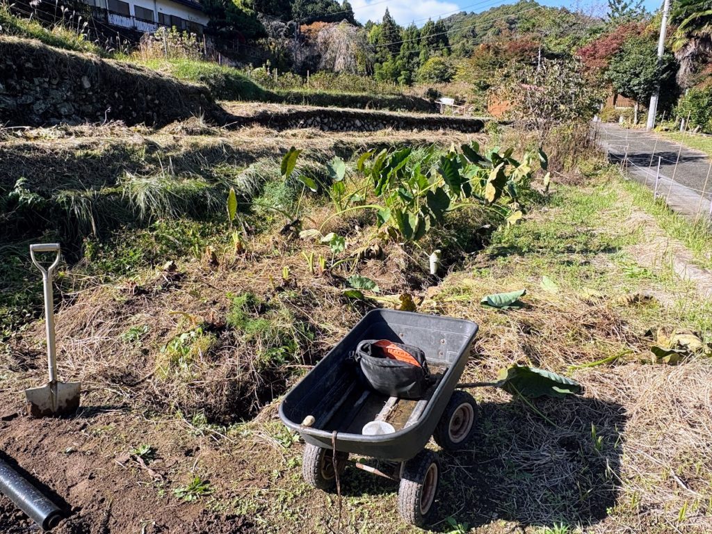 IMG_4787-1024x768 秋晴れの下、里芋＆生姜の収獲