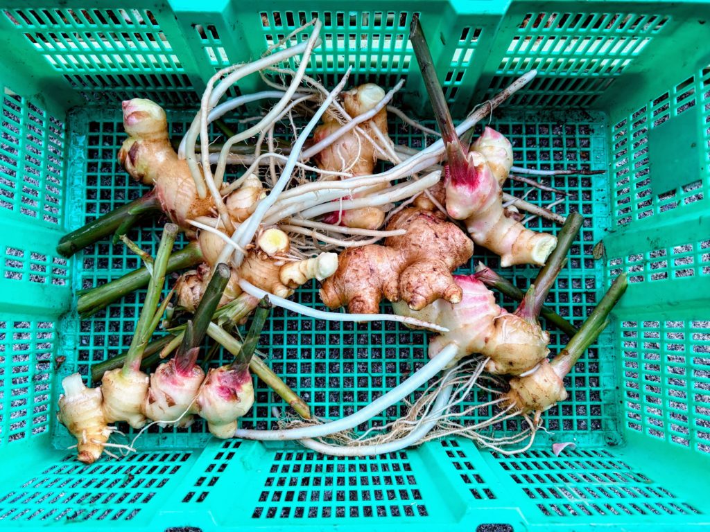 IMG_4791-EDIT-1024x768 秋晴れの下、里芋＆生姜の収獲