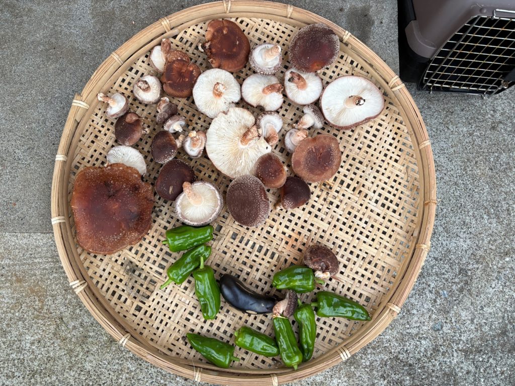 IMG_4792-1024x768 秋晴れの下、里芋＆生姜の収獲