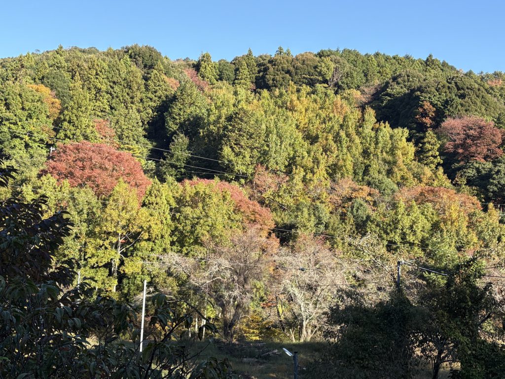 IMG_4808-1024x768 昨日、急遽、修禅寺ベースへ戻りました