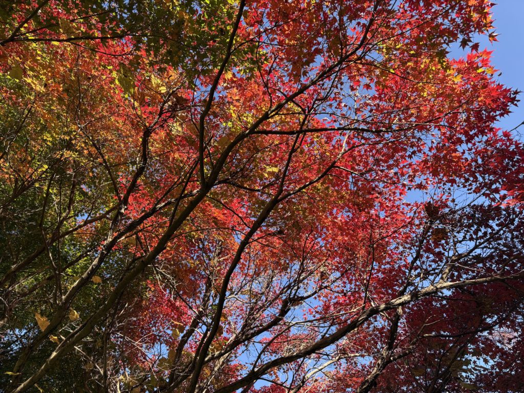 IMG_4810-1024x768 昨日、急遽、修禅寺ベースへ戻りました