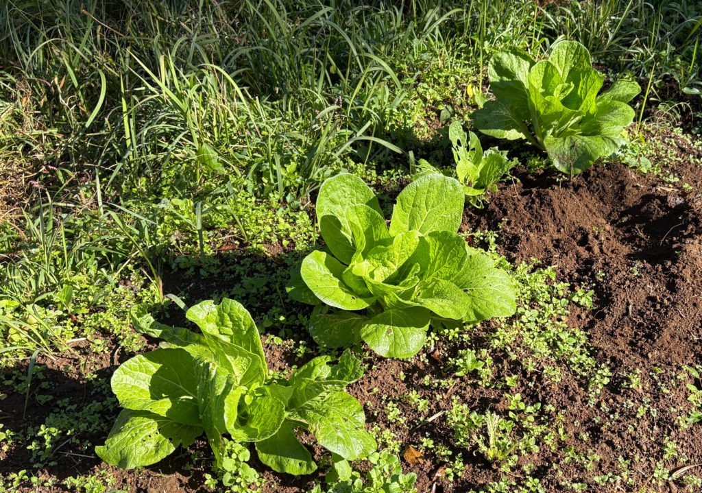 IMG_4814-1024x719 昨日、急遽、修禅寺ベースへ戻りました