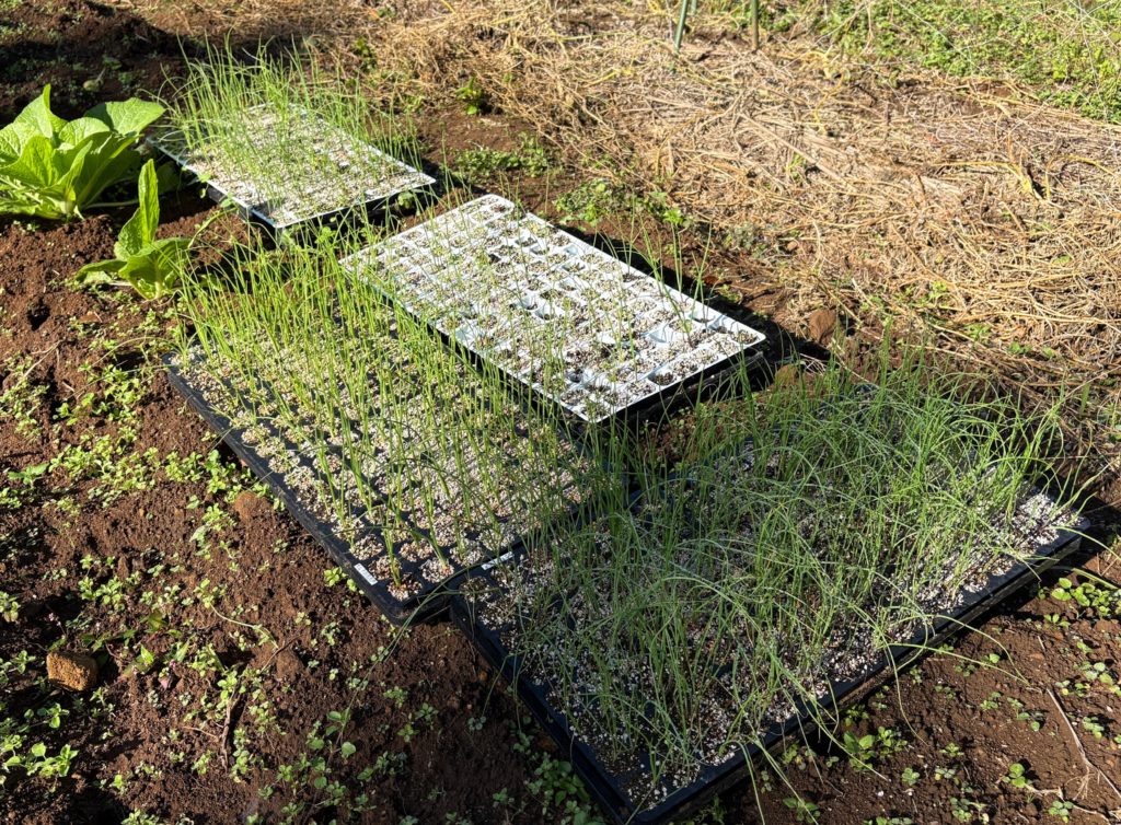 IMG_4815-1024x754 昨日、急遽、修禅寺ベースへ戻りました