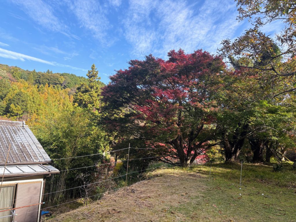 IMG_4896-1024x768 棚田下段の畑の里芋を全部掘り出した