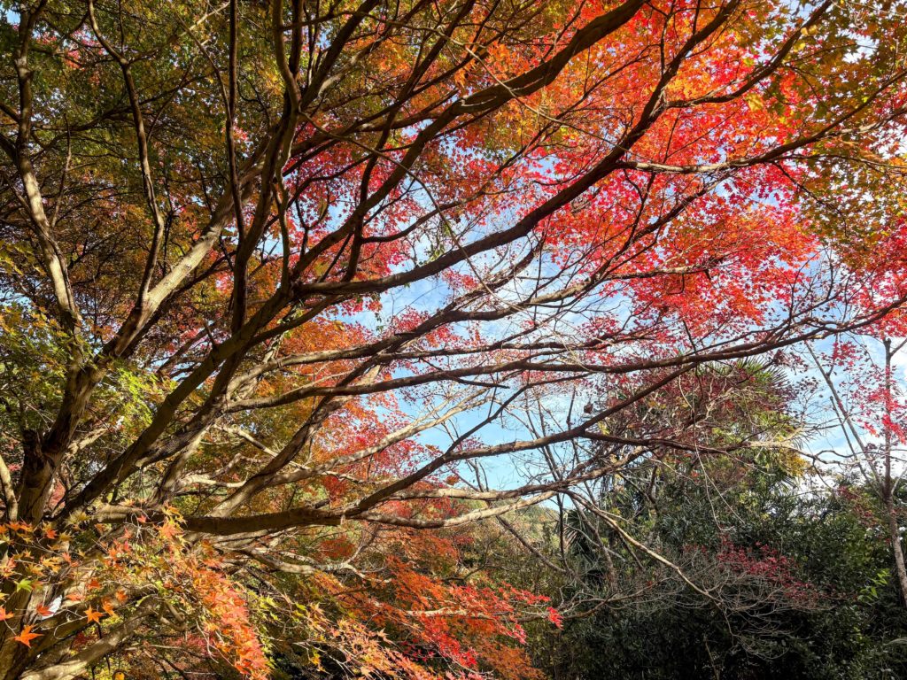 IMG_4897-EDIT-1-1024x768 棚田下段の畑の里芋を全部掘り出した