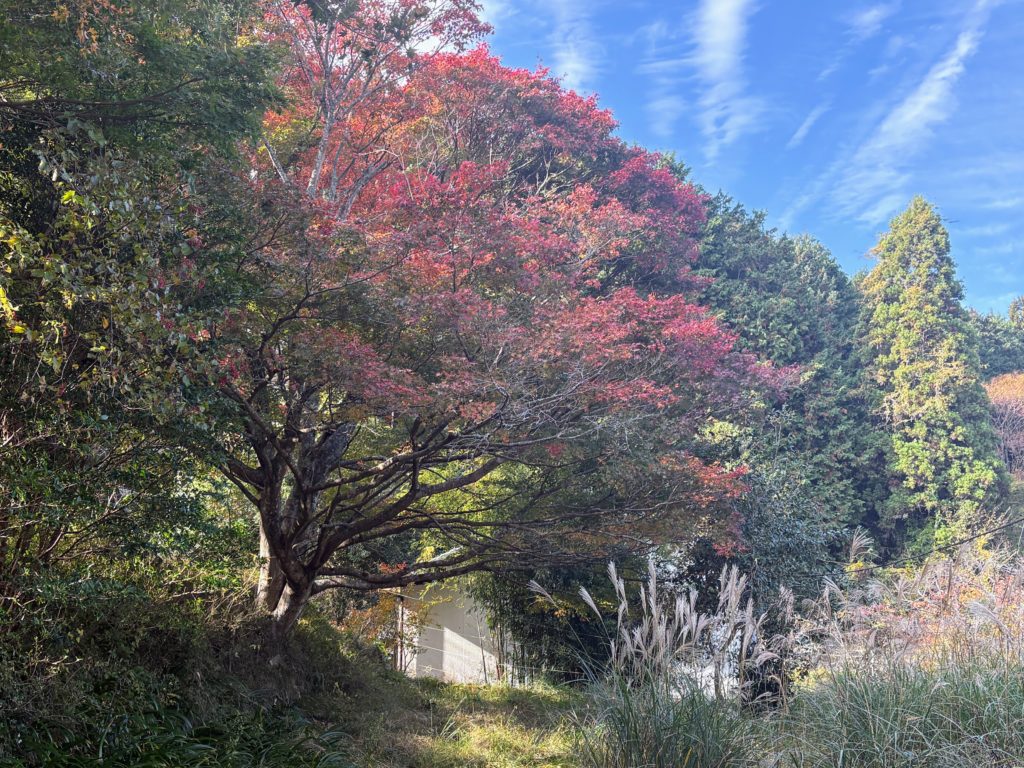 IMG_4899-1-1024x768 棚田下段の畑の里芋を全部掘り出した