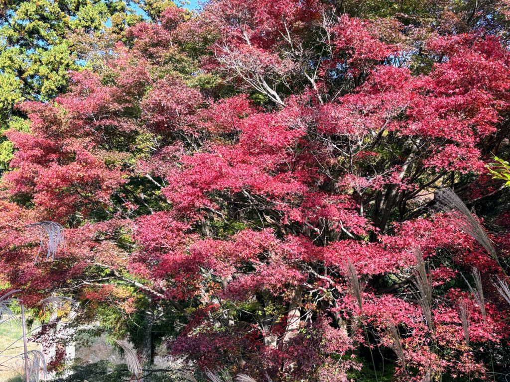 IMG_4900-1-1024x768 棚田下段の畑の里芋を全部掘り出した