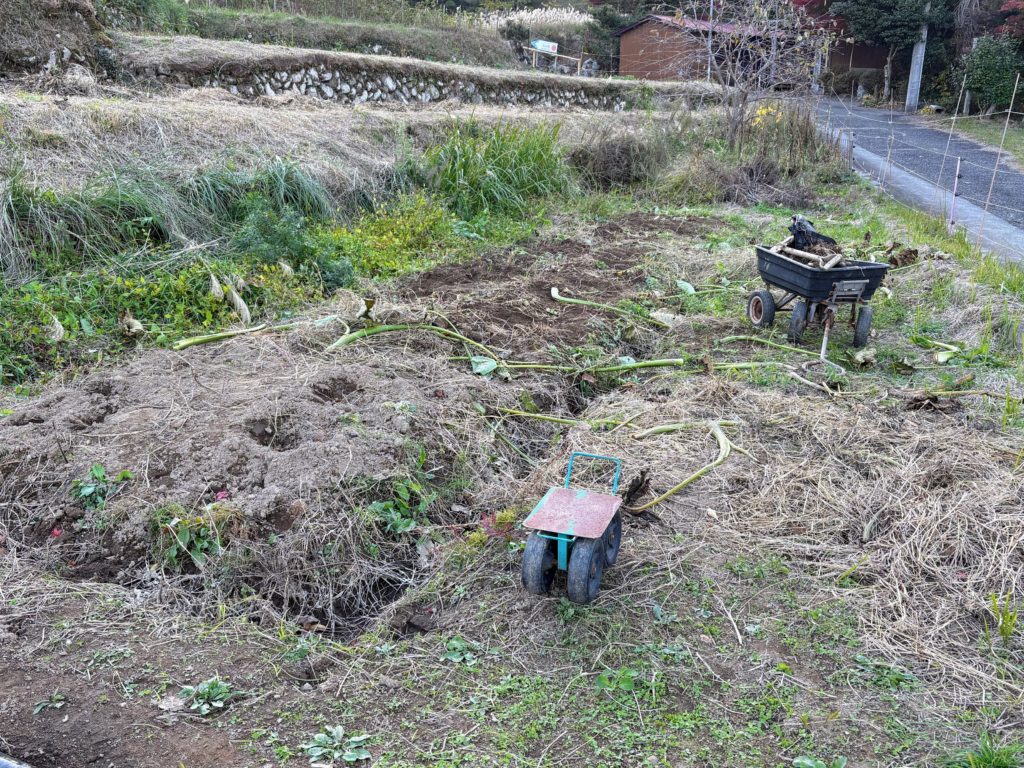 IMG_4904-1-1024x768 棚田下段の畑の里芋を全部掘り出した