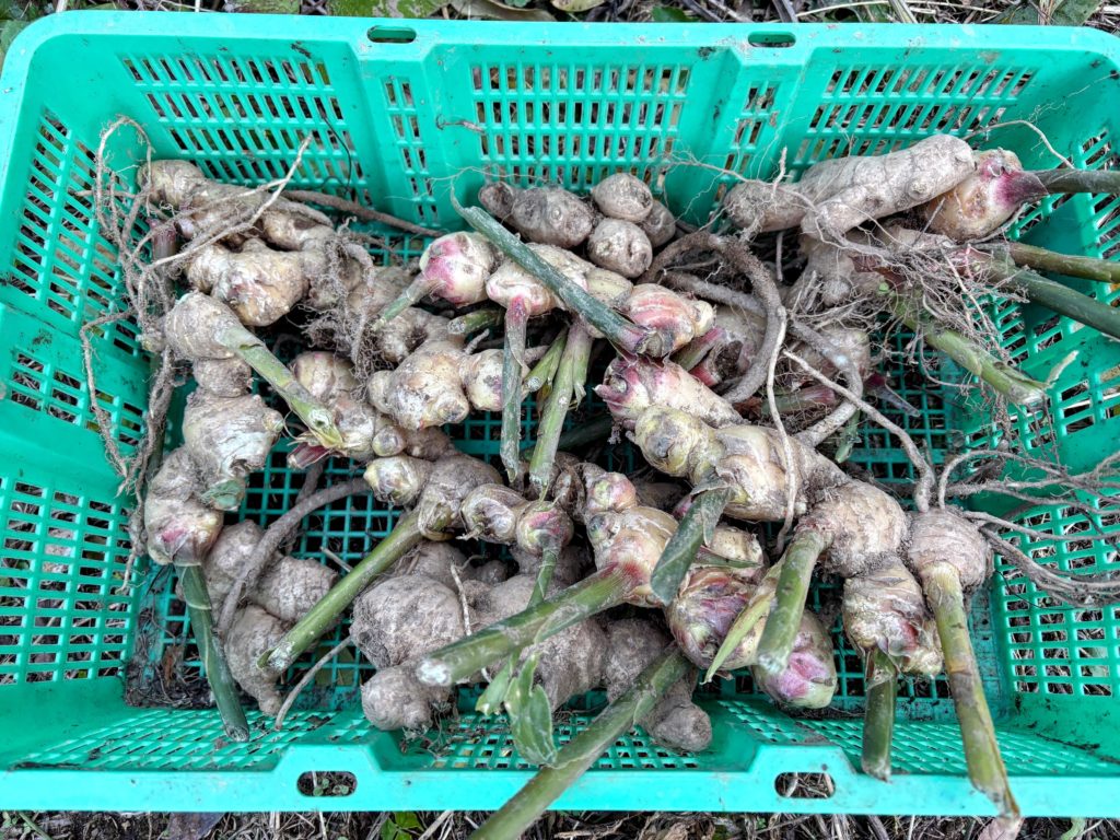 IMG_4905-EDIT-1-1024x768 棚田下段の畑の里芋を全部掘り出した