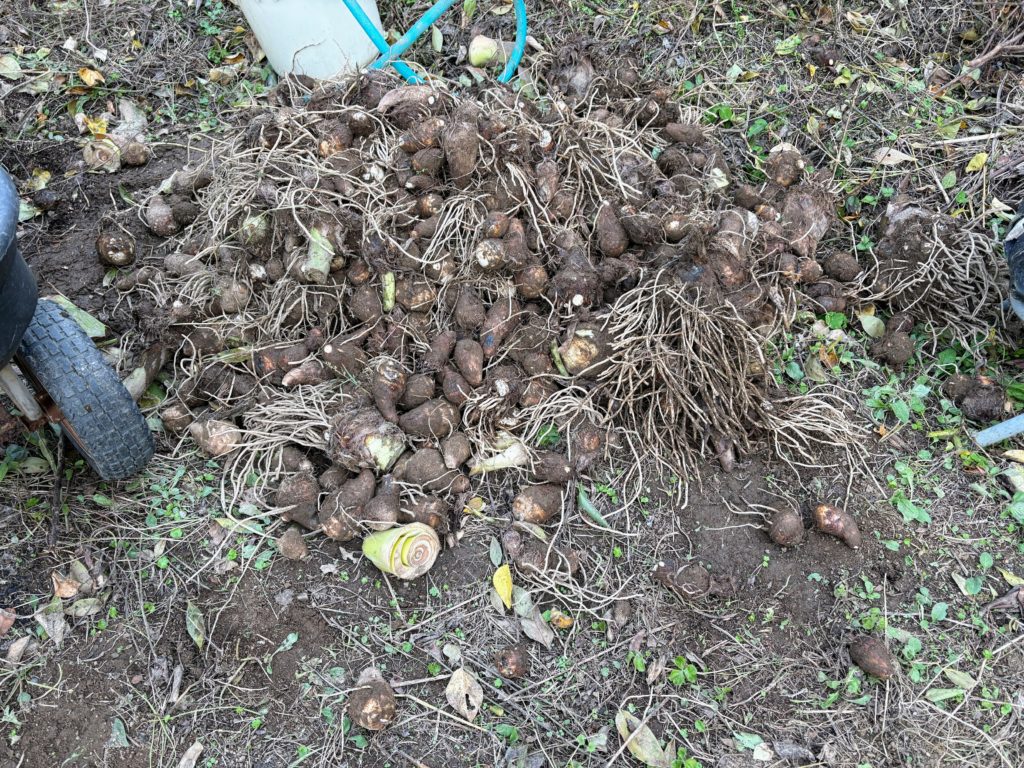 IMG_4906-1024x768 棚田下段の畑の里芋を全部掘り出した