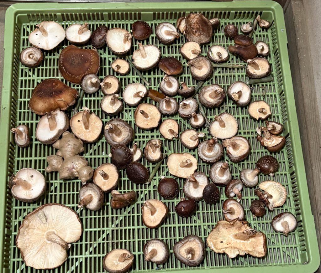 IMG_4907-1024x872 棚田下段の畑の里芋を全部掘り出した