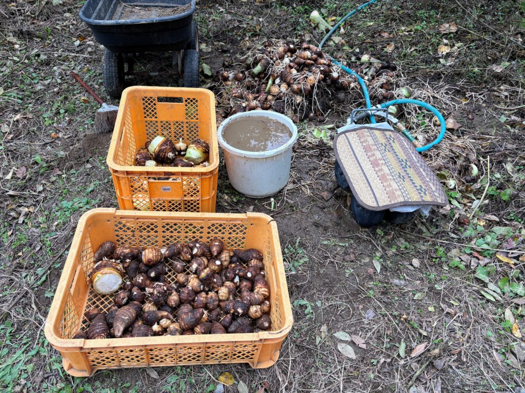 IMG_4911-1024x768 芋洗い