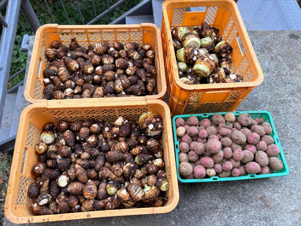 IMG_4915-1024x768 芋洗い