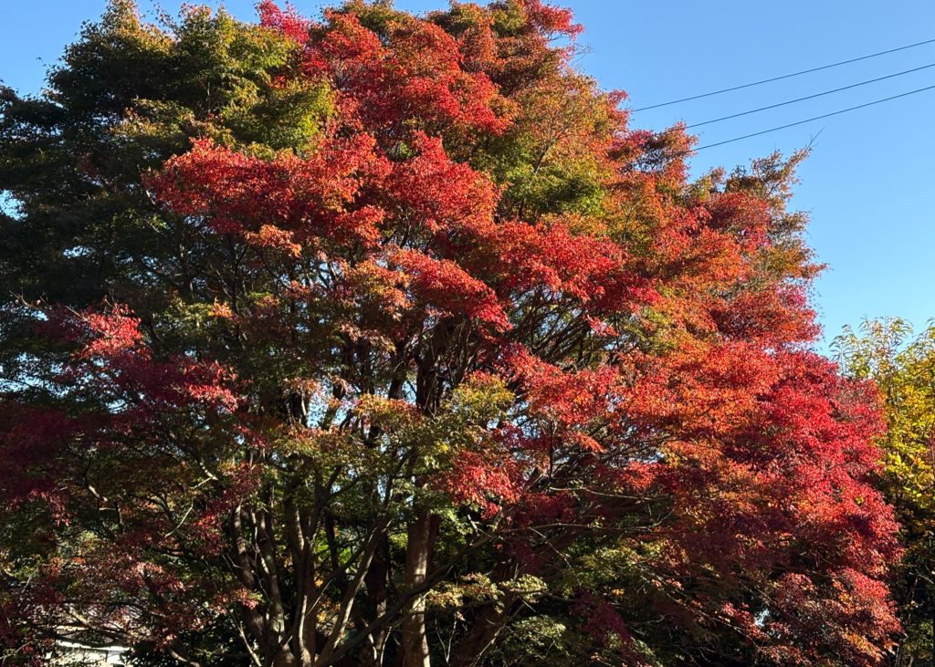 IMG_4921-1024x731 玉葱畑の水遣り