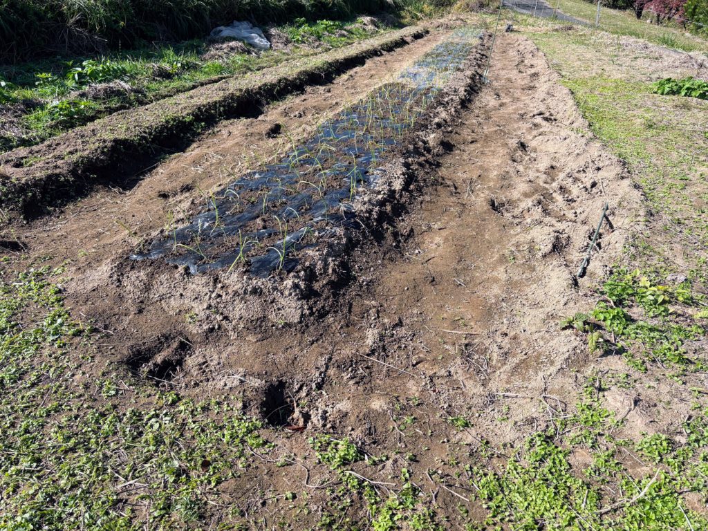 IMG_4923-1024x768 玉葱畑の水遣り