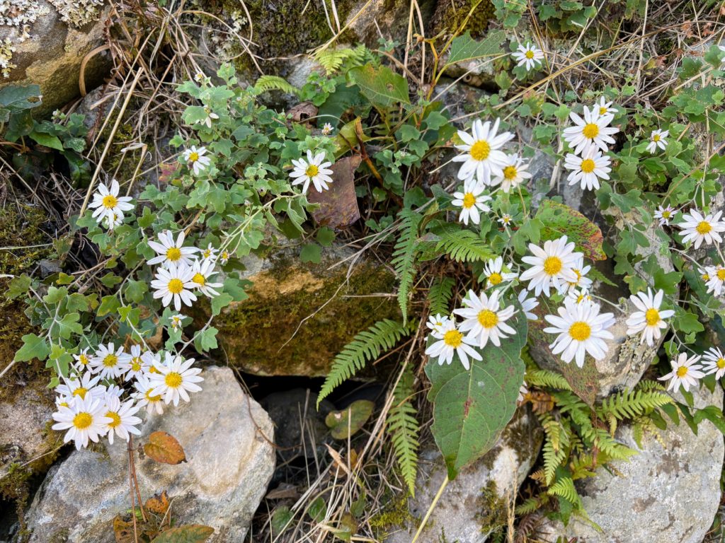 IMG_4925-1024x768 玉葱畑の水遣り