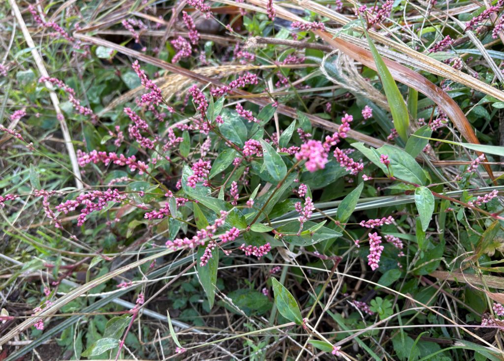 IMG_4926-1024x734 玉葱畑の水遣り