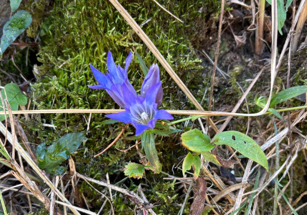 IMG_4927-1024x717 玉葱畑の水遣り