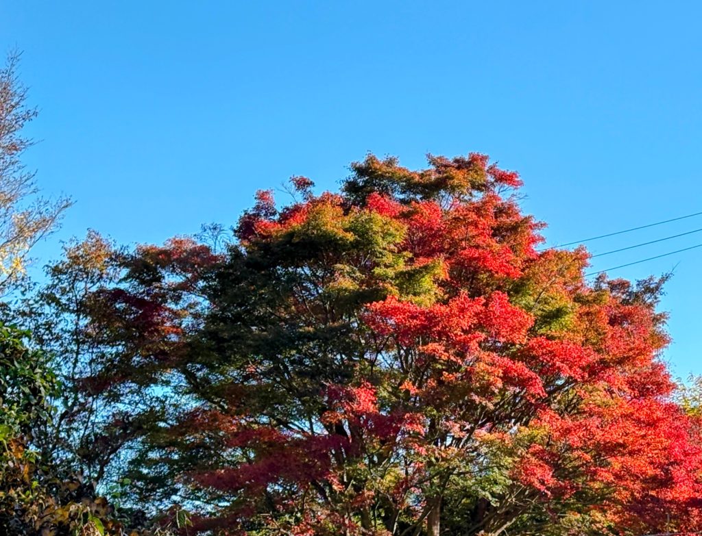 IMG_4948-EDIT-1024x783 すっかり秋ですね