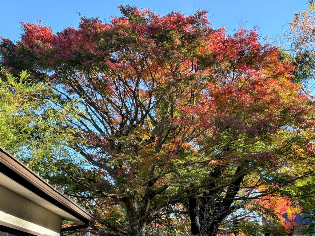 IMG_4955-EDIT-1024x768 すっかり秋ですね