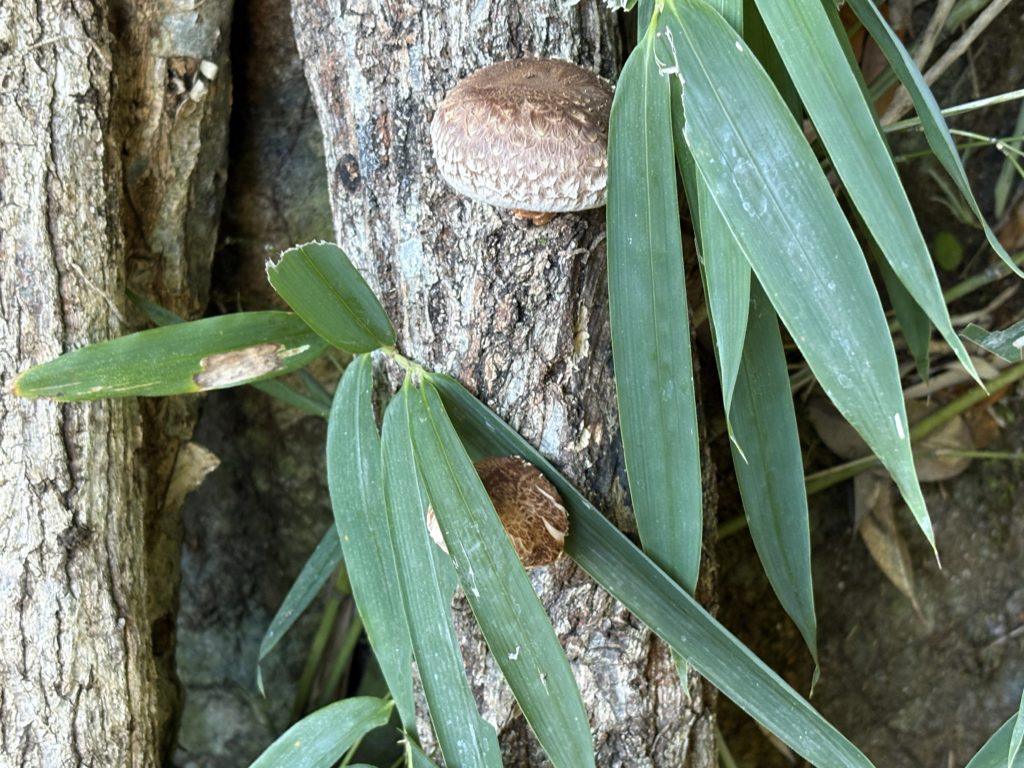 IMG_4956-1024x768 すっかり秋ですね