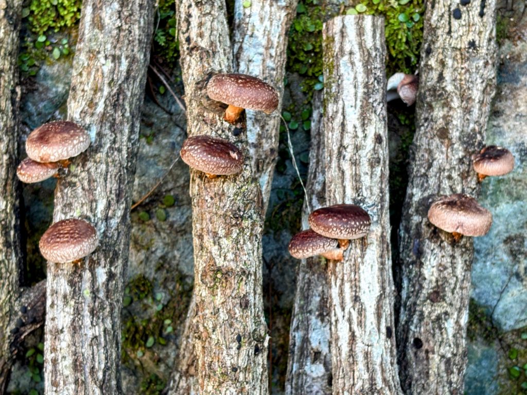 IMG_4957-EDIT-1024x768 すっかり秋ですね