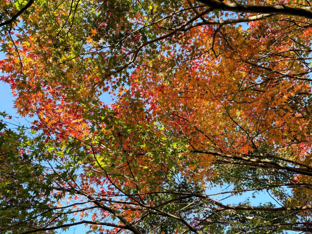 IMG_4960-EDIT-1024x768 すっかり秋ですね