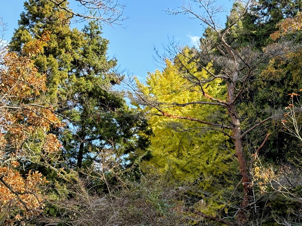 IMG_4975-EDIT-1024x768 ホームセンターで衝動買いした玉葱苗の植え付け