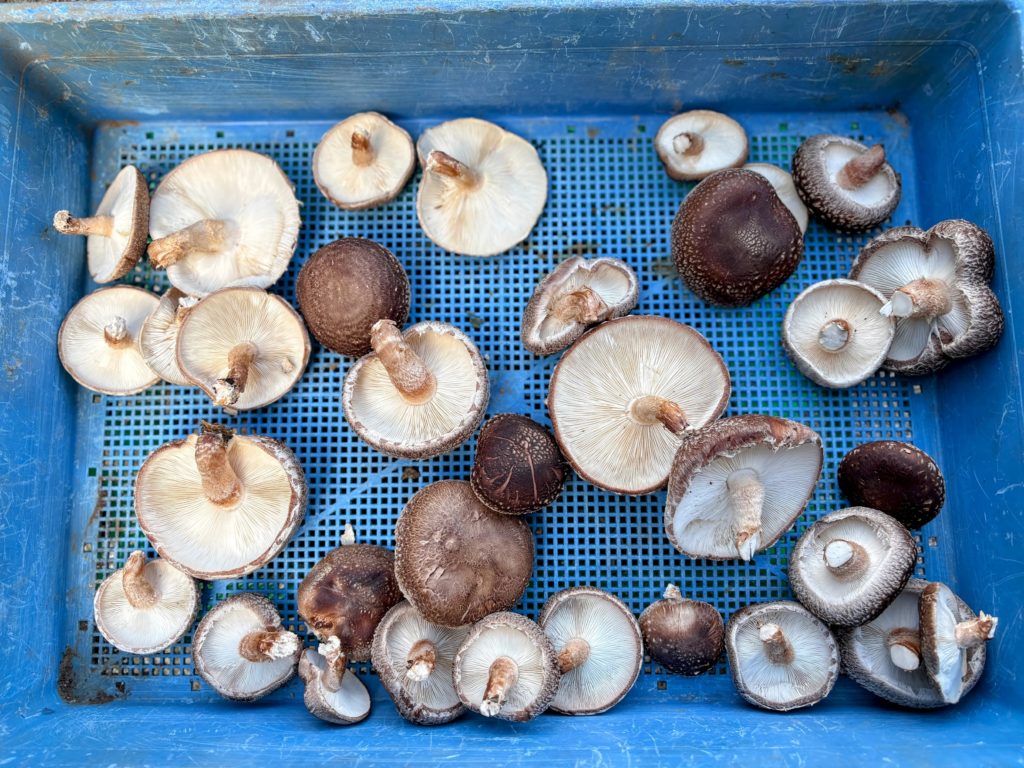 IMG_4976-EDIT-1024x768 ホームセンターで衝動買いした玉葱苗の植え付け