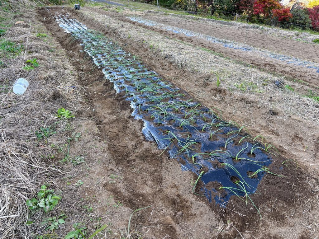 IMG_4981-1024x768 ホームセンターで衝動買いした玉葱苗の植え付け