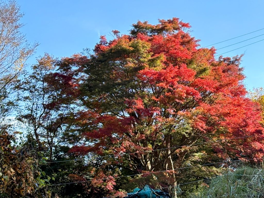 IMG_4994-EDIT-1024x768 太郎と散歩