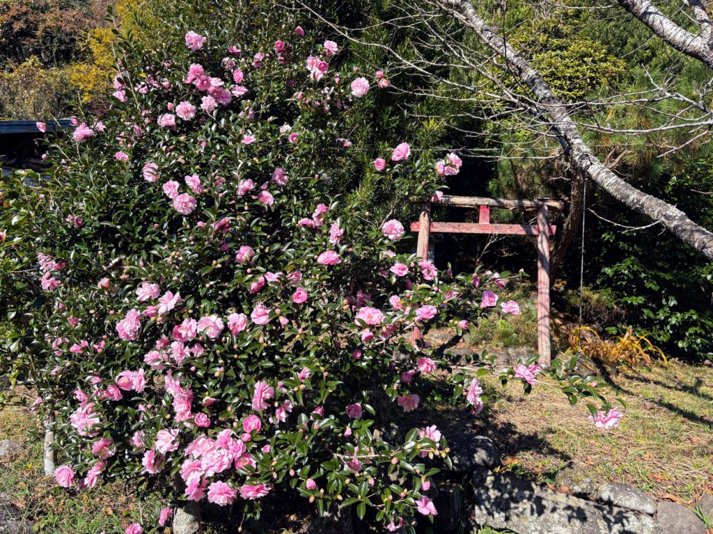 IMG_4998-1024x768 太郎と散歩