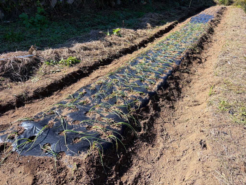 IMG_5034-1024x768 太郎と散歩