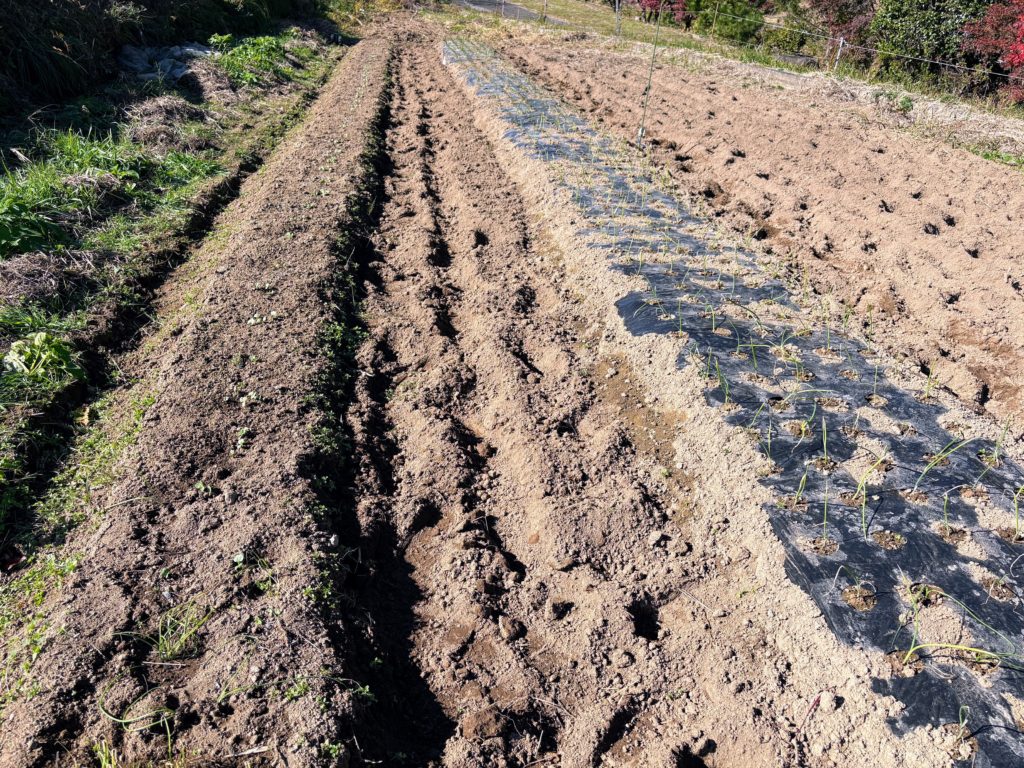 IMG_5036-1024x768 太郎と散歩